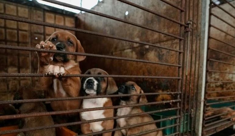Koreja e Jugut miraton ligjin që ndalon tregtinë e mishit të qenit