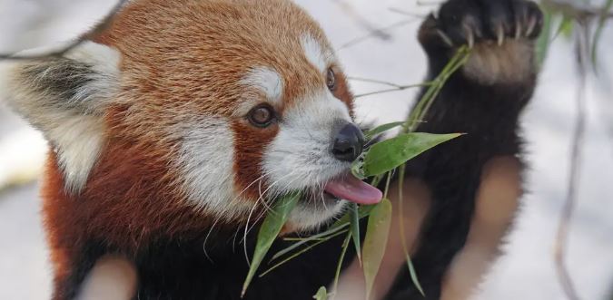 U arratis nga kopshti zoologjik në Këln, Panda kapet pas tre orësh kërkime 