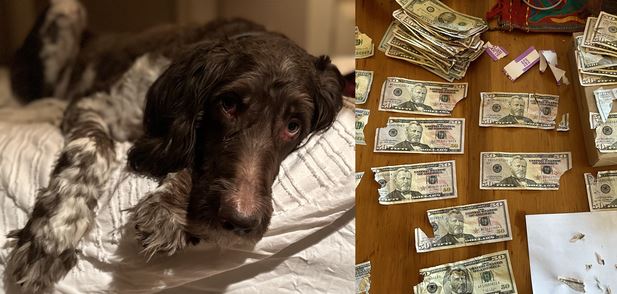 Qeni shijon vaktin më të shtrenjtë të jetës së tij, ha 4000 dollarë në kartëmonedha