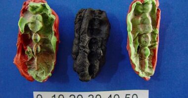 Edhe në epokën e gurit, adoleshentët përtypnin çamçakëz