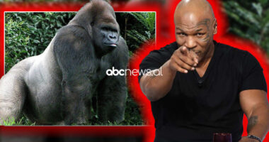 Rrëfimi i Mike Tyson/ Ofroi 10 mijë dollarë për t’u ndeshur me një gorillë me shpinë “argjendi”