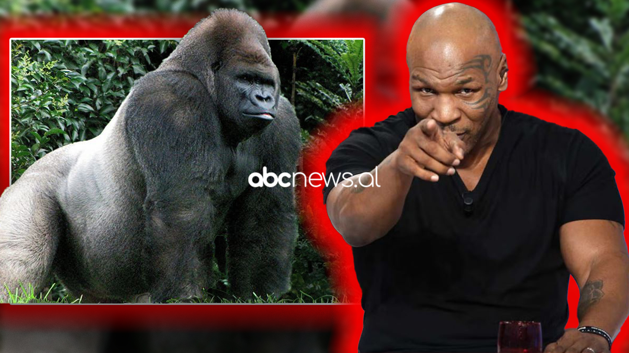 Rrëfimi i Mike Tyson/ Ofroi 10 mijë dollarë për t’u ndeshur me një gorillë me shpinë “argjendi”