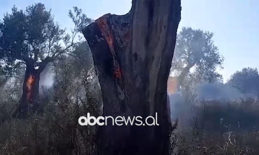 VIDEO/ Vatër zjarri në fshatin Bestrovë të Vlorës, digjen ullinj dhe shkurre