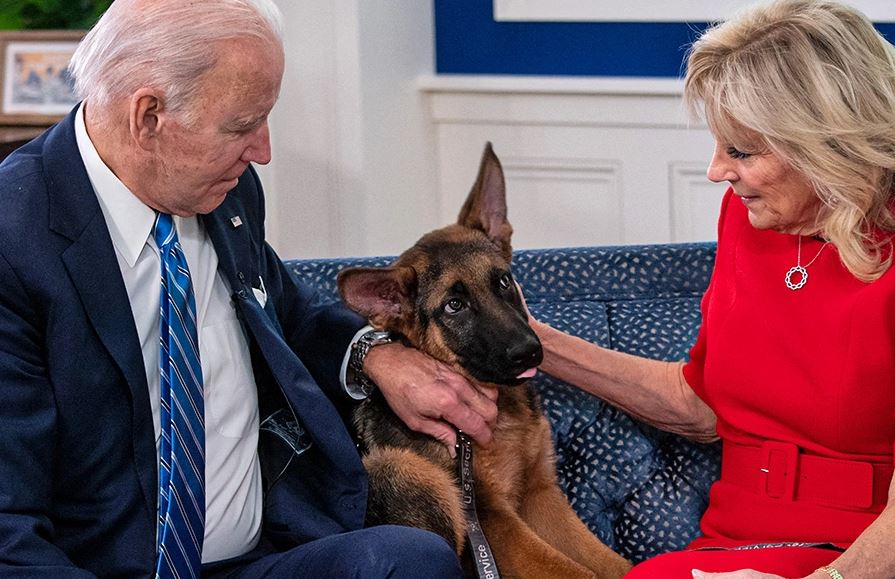 Qeni i Biden “dëbohet” nga Shtëpia e Bardhë, kafshoi personelin e Shërbimit Sekret të paktën 24 herë