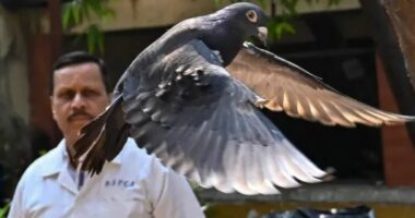 Dyshohej se ishte spiun kinez, policia liron pëllumbin pas 8 muajsh