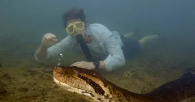 Zbulohet gjarpri më i madh në botë, është 8 metra i gjatë