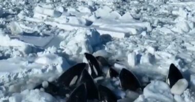 VIDEO/ Të paktën 10 balena bllokohen në akull pranë Japonisë