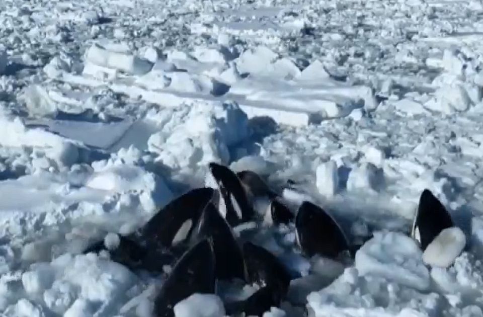 VIDEO/ Të paktën 10 balena bllokohen në akull pranë Japonisë