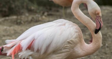 Më i vjetri i kopshtit zoologjik, ngordh në moshën 75-vjeçare flamingo Ingo