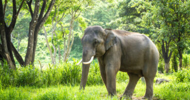 Bangladeshi ndalon adoptimin e elefantëve të egër