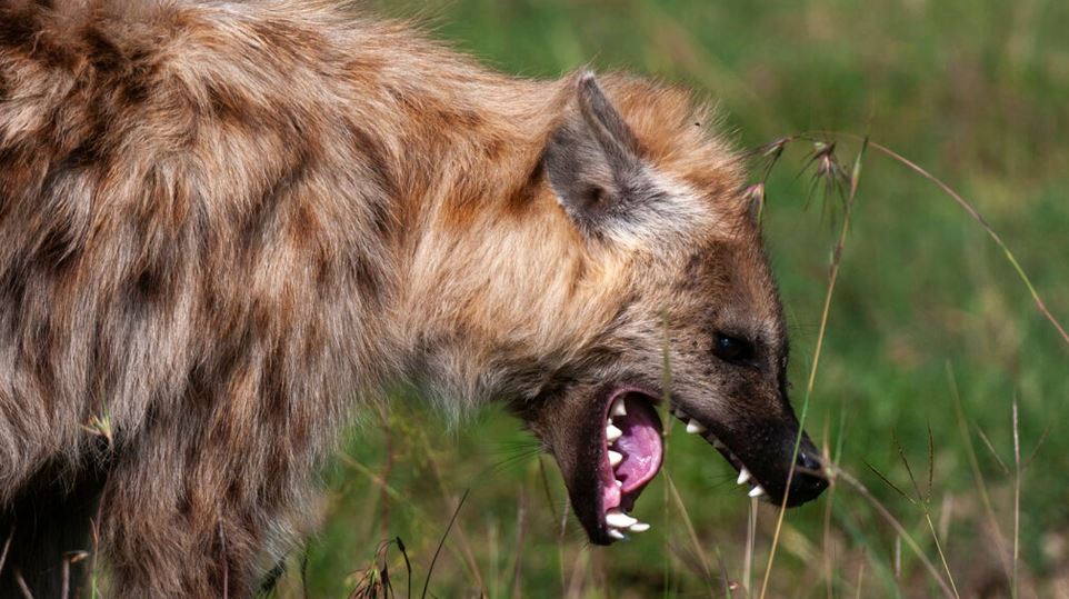 Hienat sulmojnë sërish në Kenia, një i vdekur dhe dy të plagosur