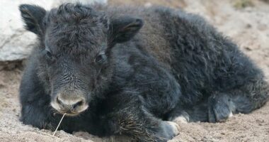 Dy milionë kafshë ngordhën në Mongoli për shkak të të ftohtit ekstrem