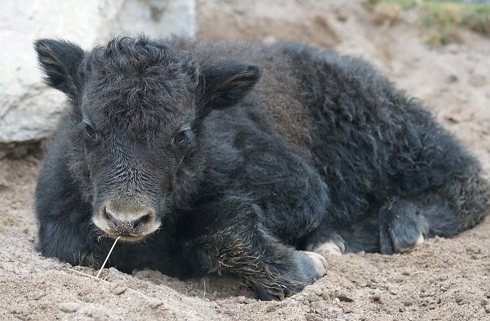 Dy milionë kafshë ngordhën në Mongoli për shkak të të ftohtit ekstrem