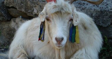 Shkencëtarët arritën të klononin dhitë tibetiane