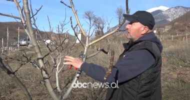 “Është koha e krasitjes”, Mema: Njerëzit po i rikthehen tokës. Për fshatin të ketë më shumë investime