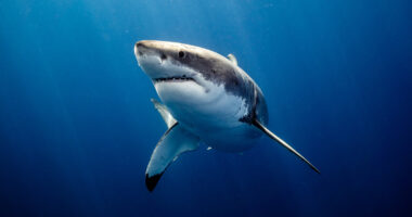 Arsyeja e çuditshme se pse njerëzit vrasin 100 milionë peshkaqenë çdo vit