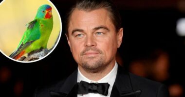 Thirrja më e re e Leonardo DiCaprio: Shpëtoni papagajt e rrezikuar në pyjet e Australisë