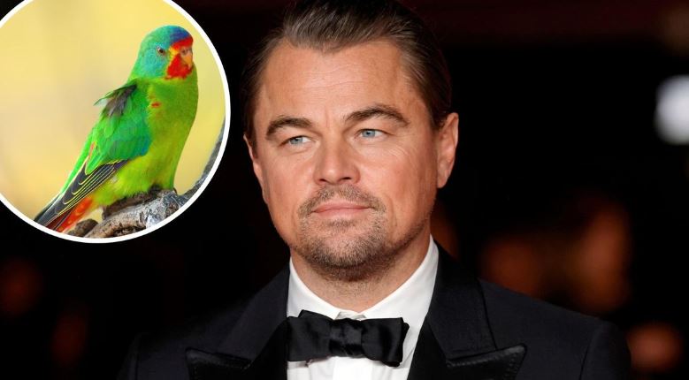 Thirrja më e re e Leonardo DiCaprio: Shpëtoni papagajt e rrezikuar në pyjet e Australisë