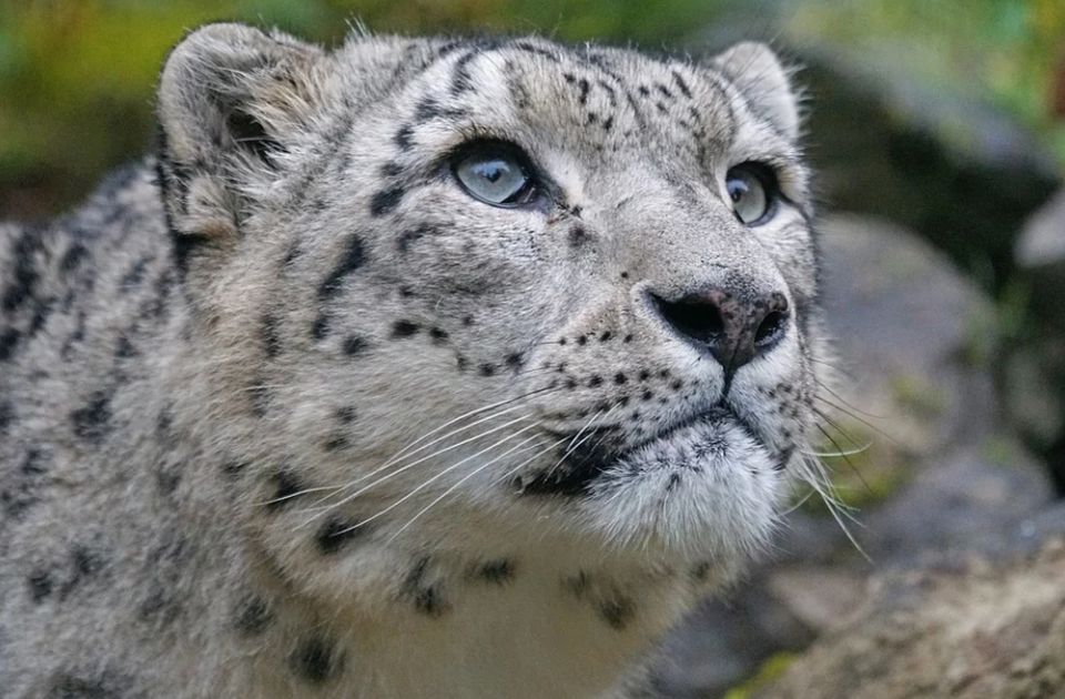 Në rrezik për zhdukje, India ka plot 718 leopardë bore