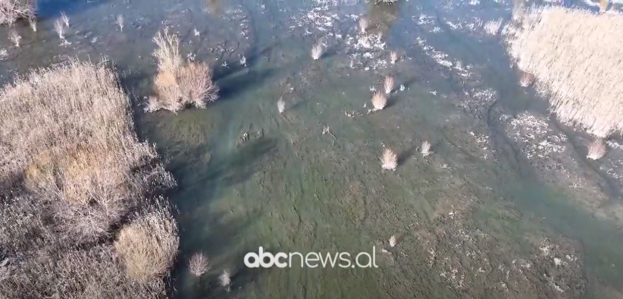 Ligatinat në rrezik/ Shkodër, ekspertët e mjedisit: Po dëmtohen nga projektet infrastrukturore