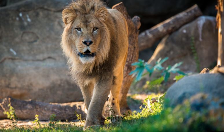 Kujdestari i kopshtit zoologjik vritet nga luani