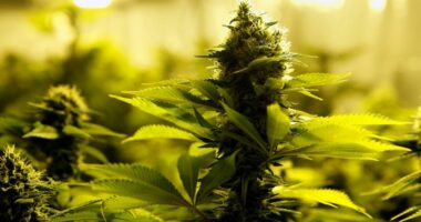 Kanabisi do të jetë i ligjshëm në Gjermani nga 1 Prilli