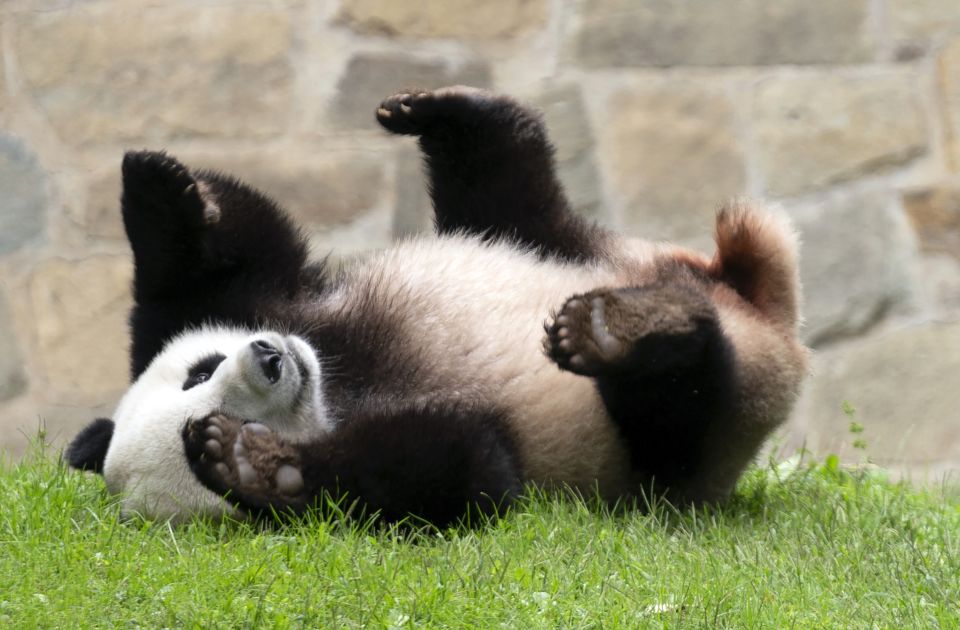 Ndryshime praktikash në diplomacinë mes Kinës dhe SHBA-së/ Kopshti zoologjik i San Diegos merr dy panda