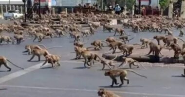 Mijëra majmunë “pushtojnë” Tajlandën, mbyllen dyqanet dhe bizneset