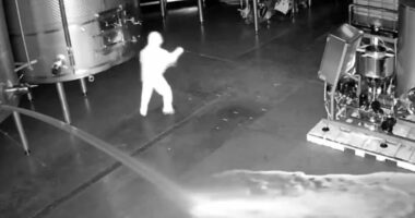 Dy milionë euro verë sabotohen në Spanjë, kamerat e sigurisë filmojnë çdo gjë