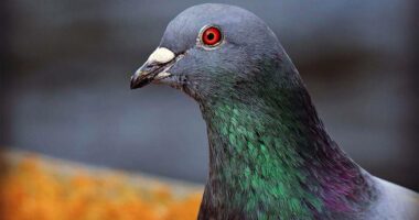 India liron pas 8 muajsh pëllumbin e dyshuar për “spiunazh”