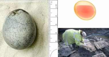 Veza e gjetur nga epoka romake pas 1700 vjetësh mban ende lëng brenda saj