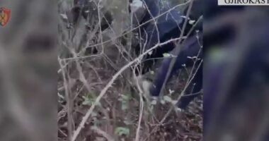 Transportonin emigrantë nga India ilegalisht, arrestohen dy persona në Gjirokastër, një shpallet në kërkim