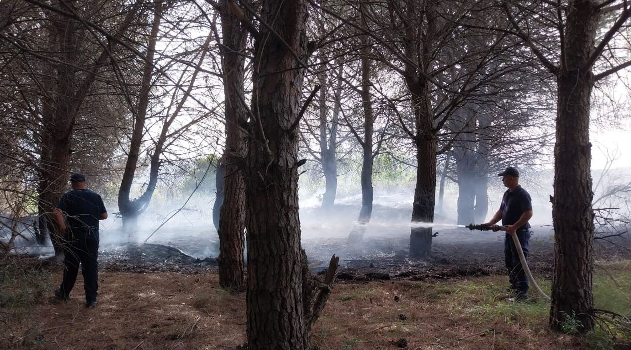 VIDEO/ Zjarr në masivin pyjor në Peshtan të Fierit, forcat zjarrfikëse punojnë për shuarjen e flakëve