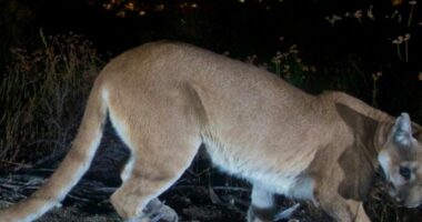 Puma sulmon vëllezërit, humb jetën 21 vjeçari, tjetri plagoset rëndë