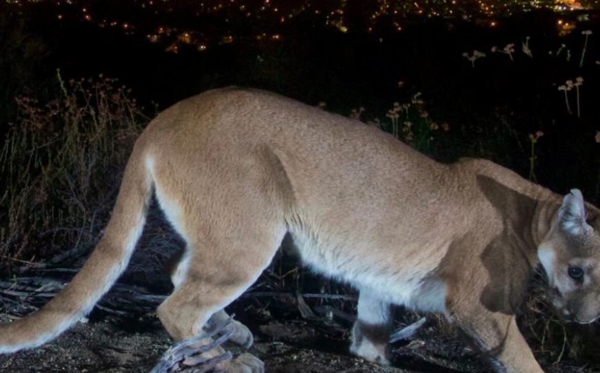 Puma sulmon vëllezërit, humb jetën 21 vjeçari, tjetri plagoset rëndë
