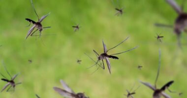 “Ethet e Dengës” bëjnë kërdinë në Amerikën Latine, mbi 1,000 të vdekur që nga fillimi i vitit