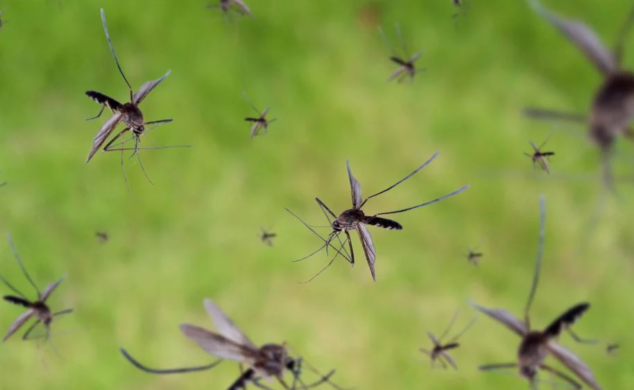 “Ethet e Dengës” bëjnë kërdinë në Amerikën Latine, mbi 1,000 të vdekur që nga fillimi i vitit