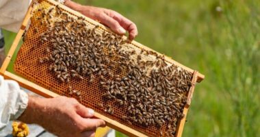 Moti i ngrohtë i vjeshtës dhe dimrit ndikoi negativisht në mbijetesën e bletëve, thonë studiuesit