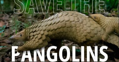 Pangolin: 5 gjëra që nuk i dini për speciet më të kontrabanduara në botë (dhe si ta ruani atë nga zhdukja)