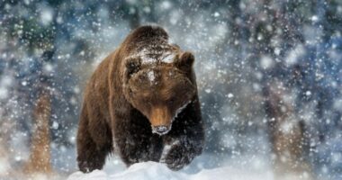 Arinjtë në kopshtin zoologjik finlandez kanë fjetur vetëm gjashtë javë këtë sezon