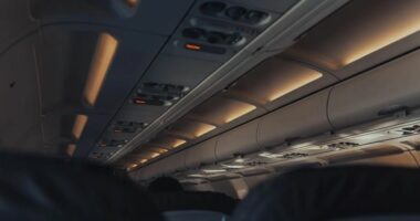 Kjo linjë ajrore do të lejojë macet dhe qentë të fluturojnë në të njëjtën zonë me pronarët e tyre