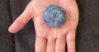 Boronica me peshën më të madhe në botë rritet në Australi