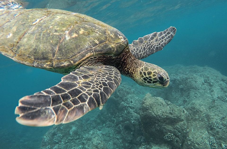 Hëngrën mishin e breshkave të detit/ Ndërrojnë jetë tetë fëmijë dhe një grua në Zanzibar