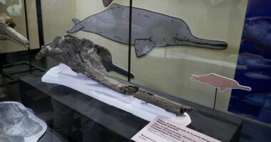 FOTO/ Gjendet në Peru fosili i një lloji delfini 16 milionë vjeçar