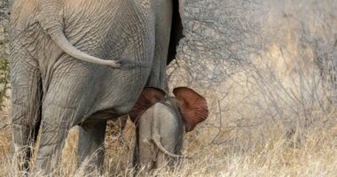Hulumtimi: Elefantët i varrosin të vegjëlit e tyre dhe i vajtojnë