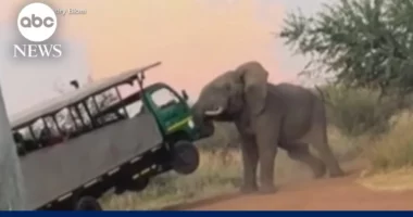 VIDEO/ Elefanti sulmon automjetin me turistë në Afrikën e Jugut dhe e ngre në ajër