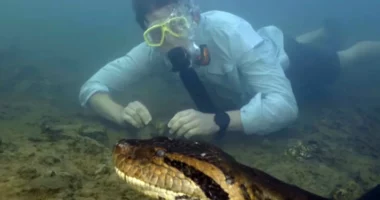 Vritet anakonda më e madhe në botë