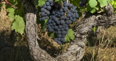 Fermerët australianë po shkatërrojnë miliona hardhi: Kemi verë pafund