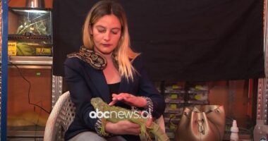 Tregtimi i paligjshëm i kafshëve ekzotike, tigra luanë shiten deri në 25 mijë euro