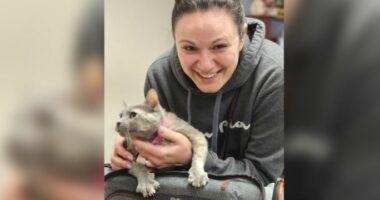 Macja e humbur ribashkohet me pronaren pas pesë vitesh